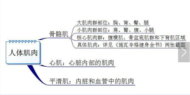 你真的認識你身體的肌肉嗎？